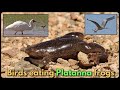 BIRDS EATING LARGE PLATANNA FROGS (African Clawed Frogs)