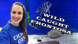 Wild Caught Frontosa | Cyphotilapia gibberosa (Moba) Blue Zaïre | Celebrating 10,000 subs