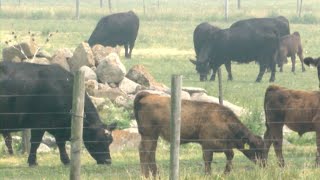 Importance of Rotational Grazing