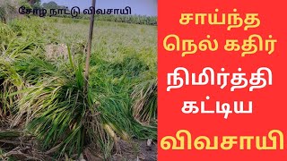 நெல் கதிர்கள் சாய்ந்தது அதனை நிமர்த்தி கட்டி வைத்த விவசாயி