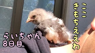 【ひよこのらいちゃん８日目の朝】初めて庭で日光浴、あんなところで寝てしまった