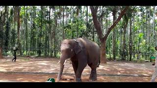 # sakkare  bailu , elephant  champ #