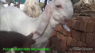 Jamnapari hansa bakri madhya prades