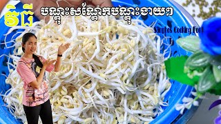 របៀបបណ្ដុះសណ្ដែកបណ្ដុះដោយខ្លួនឯង How To Grow Mung Bean At Home