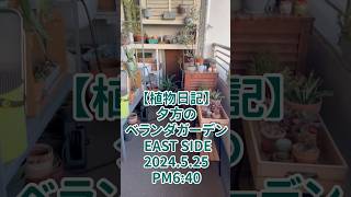 【植物日記】夕方のベランダガーデン EAST SIDE 2024.5.25 PM6:40