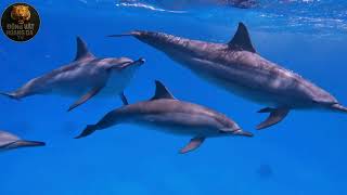 Deadly Ocean: Venomous Sea Snakes – A Battle for Survival Beneath the Blue Waves - Animal World