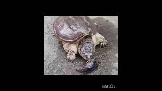 എടാ ഭയങ്കര #shorts #short #viralvideo #trending #youtubeshorts #funny #love #comedy #tortoise