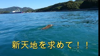 イノシシの海渡り。しまなみ海道沿いの島に移住し田舎暮らしを始めて2年目に遭遇した動画です。