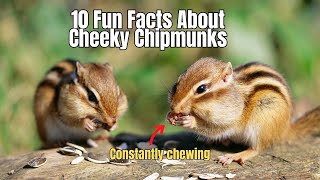 10 Facts About Chipmunks 🐿️ The Truth about The chipmunks 🐿️ #chipmunks