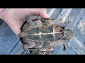 how to tell male or female on musk turtles