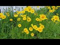 coreopsis complete grow and care guide