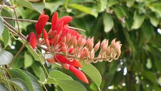 มโนรมย์/ทองหลางดอกแดง (Ma-no-rom/Tong-laang Dok Daeng) - Erythrina crista-galli L. 18