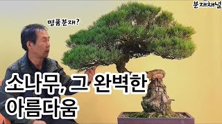 분재관리 30강 명목의 조건 - 천의무봉의 분재미