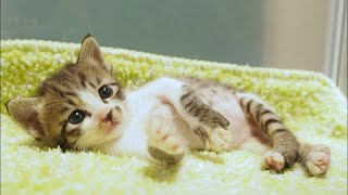 あんなに暴れていた子猫もミルクを飲んだら穏やかな顔になる。【赤ちゃん猫　保護猫】