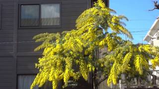 しだれ桜のごとく咲くミモザ。今満開です。