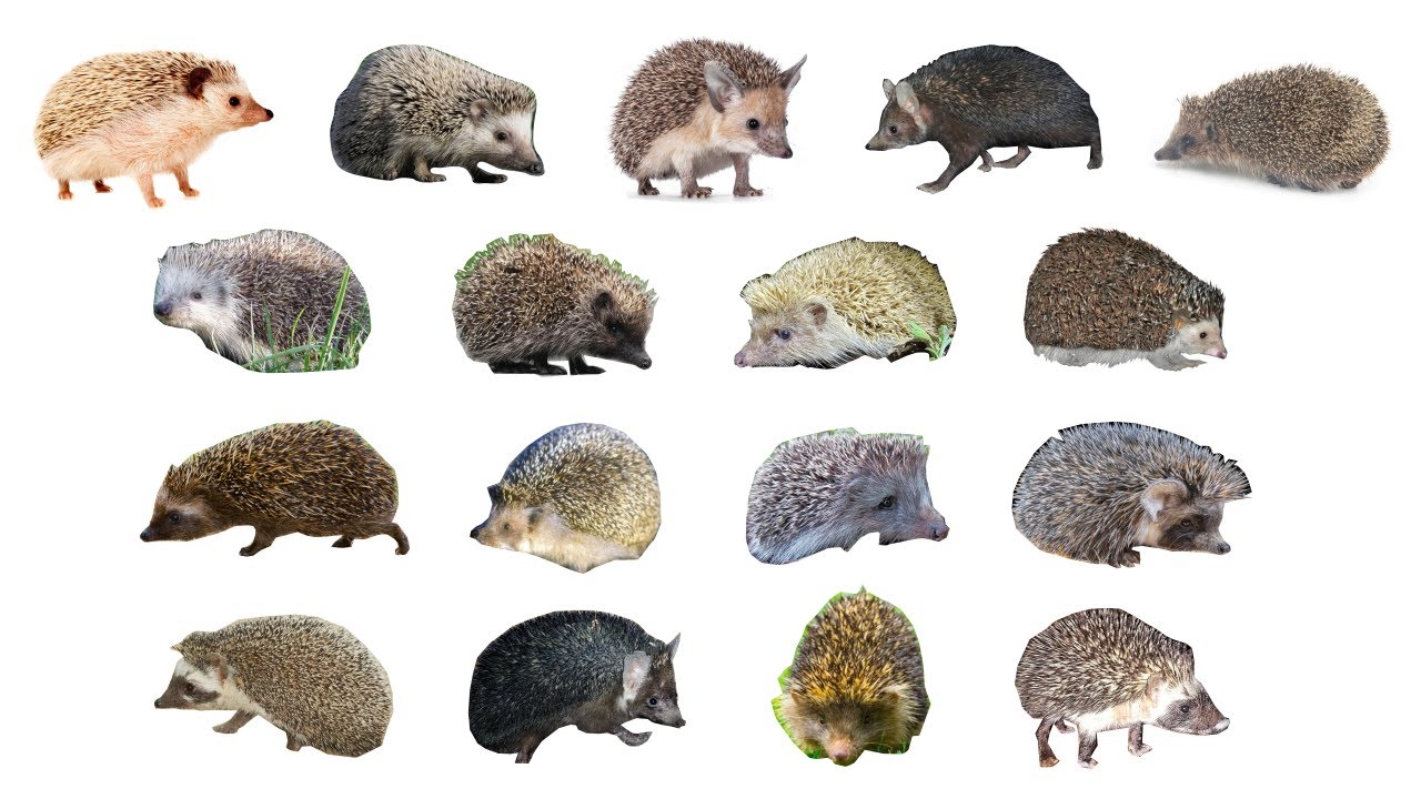 🦔 Types Of Hedgehogs | 17 Different Hedhehog Species #hedhehogs - YouTube