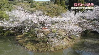 【桜ドローン紀行】観音ヶ池市民の森 Jチャン＋特集(3月28日(火)放送)