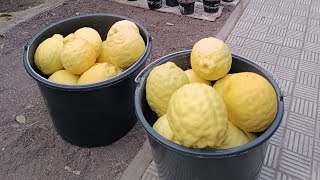 Лимонів повні відра 🍋🍋🍋