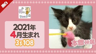 【保護猫】黒白猫の保護子猫をご紹介！2021年4月生まれ☆花の木シェルター「本館」所属☆3s108