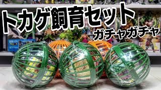 【ガチャガチャ】トカゲ飼育セット『爬虫類捕獲大作戦！エリマキトカゲをねらえ！』開封レビュー【おもちゃ】フィギュア