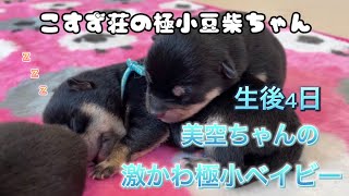 こすず荘　極小豆柴の成長記録 ♪ The record of very small Shiba Inu dog’s growth.超絶かわいいです❤️