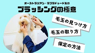 オーストラリアン・ラブラドゥードル（AL)成犬のブラッシングのコツ（毛玉の見つけ方、取り方・保定の仕方）