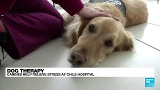 Chile 'therapy' dogs offer tummy rubs to soothe patients, medics • FRANCE 24 English