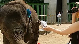 【りり香】ゾウさんのおつかい　IN王子動物園