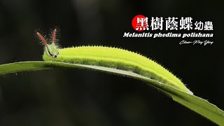 黑樹蔭蝶幼蟲Melanitis phedima polishana