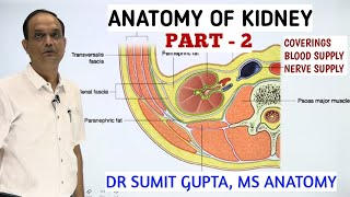 ANATOMY OF KIDNEY : COVERINGS, BLOOD SUPPLY & NERVE SUPPLY