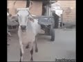 intelligent ox in haryana....😎