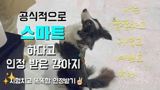 [SUB] 공식적으로 똑똑한 강아지로 인정받는 법 | 이제 모두가 똥마리는 똑똑하고 귀여운 거 인정해야함. SD 1 시험치는 똥마리 구경하기