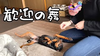 ジロの歓迎の舞！【ミニピン】