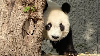 美味しそうにぶどう🍇を食べるタンタン🐼 クレーンゲームの可愛いパンダさん🎵 #王子動物園🐼