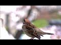 スズメの鳴き声　　eurasian tree sparrow