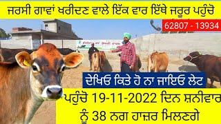 Jarsi Cow Top Quality Low Price Big Sale in punjab jarsi cow in punjab 62807-13934 jersey cow sale