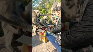 Langur family morning time gazar