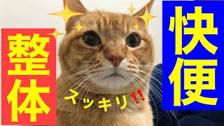 【犬猫専門整体】便通でお困りならこのツボひっぱり整体をお試しください。