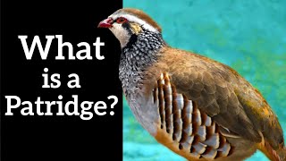 What Are Partridges? - Learn With Me!