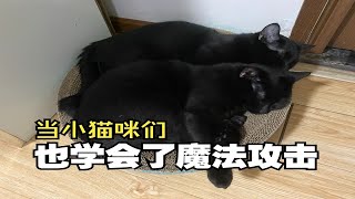 干冷的天气，让小猫都学会魔法攻击了