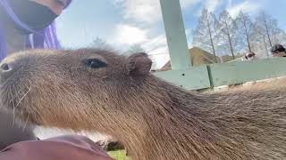 カピバラの鳴き声【記録】