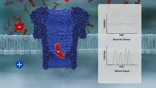 The first direct observation of silent translocation events - Burden Lab