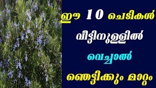 വീട്ടിനുള്ളിൽ ഈ ഞെട്ടിക്കുന്ന മാറ്റത്തിനു 10 ചെടികൾക്കാകും