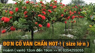 Hoa mẫu đơn cổ văn chấn 9 năm tuổi !-Trung kiên garden, zalo: 035.42.55055 \u0026 0977.999.046.