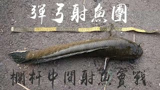 @忠忠射魚@ 欄杆中間射魚 實戰 示範 鯉魚 泰國鱧 吳郭魚 彈弓 射魚 複合弓