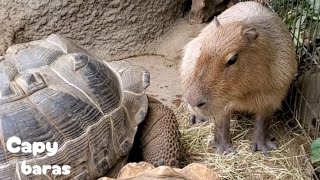 ゾウガメがズズッと接近中 そっと脱出を始めるカピバラさん★Capybara-Escape|Giant Tortoises/神戸どうぶつ王国