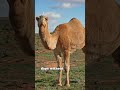 3 Interesting Facts About Camels Part 2!  #animal #facts #shorts #interesting #camel