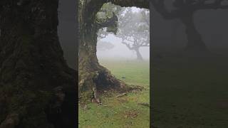 Fanal Witch Forest, Madeira #madeira #mystery #forest #spooky #witch