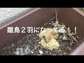 鳩現場からの中継