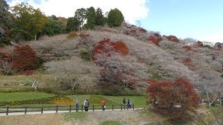 小原四季桜まつり “川見四季桜の里” Toyota City